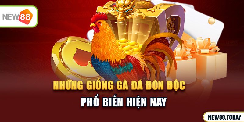 Những giống gà đá đòn độc phổ biến hiện nay